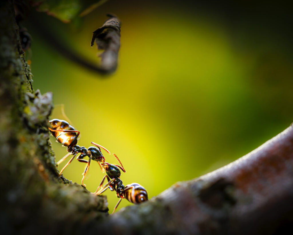 ants in love