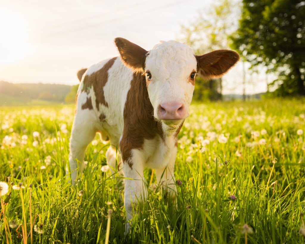 portrait of little calf on grass field