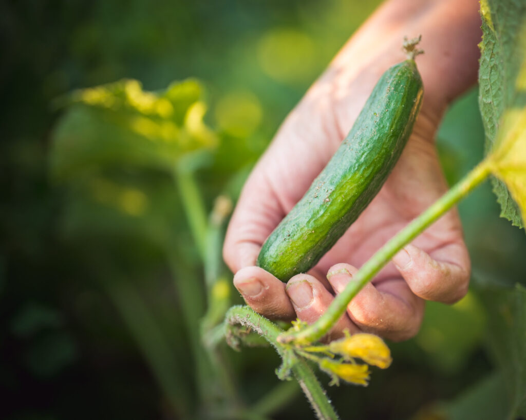close up to harvesting cucumber