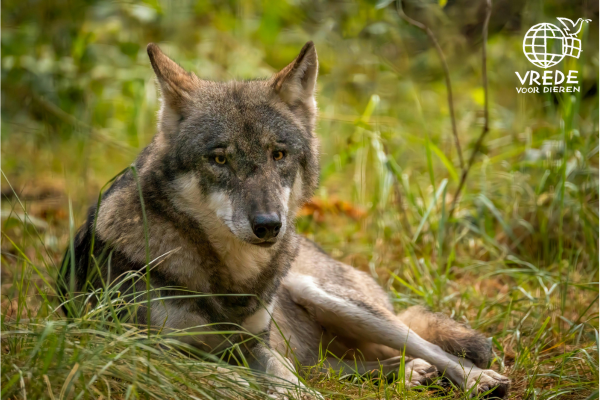 De wolf en Vrede voor Dieren